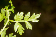 Peucedanum oreoselinum