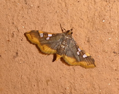 Prophantis smaragdina