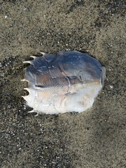 Blepharipoda occidentalis