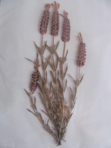Lavandula stoechas