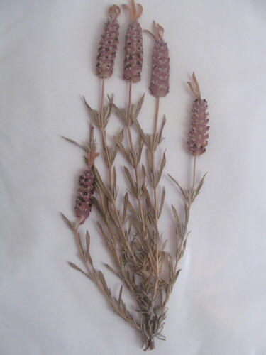 Lavandula stoechas