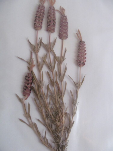 Lavandula stoechas