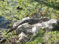 Alligator mississippiensis