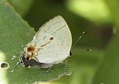 Iaspis andersoni