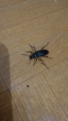 Strongylium erythrocephalum