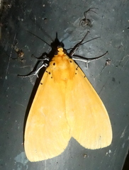 Asota borbonica