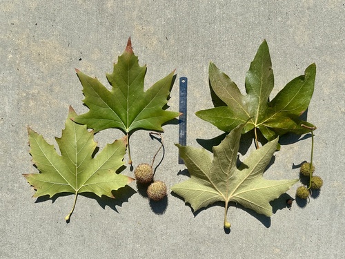 Platanus ×acerifolia iNat (3)