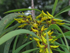 Persoonia falcata