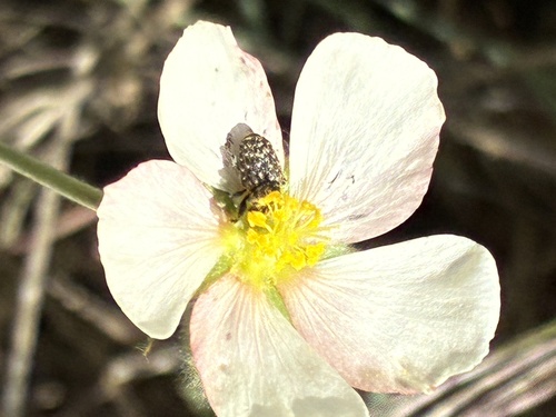 Abutilon terminale