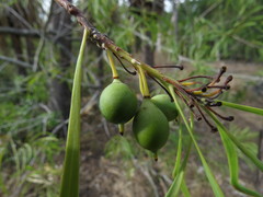 Persoonia falcata