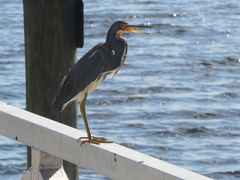 Egretta tricolor