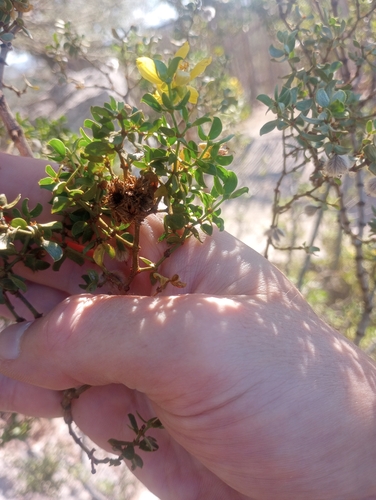 Unknown species found near Pima County, US-AZ, US