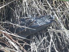 Alligator mississippiensis