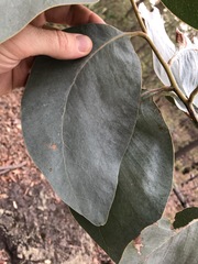 Acacia bancroftiorum