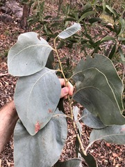 Acacia bancroftiorum