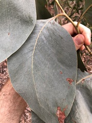 Acacia bancroftiorum