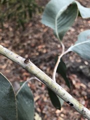 Acacia bancroftiorum