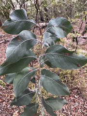 Acacia bancroftiorum