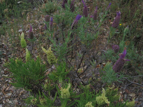 Lavandula viridis, photograph 6