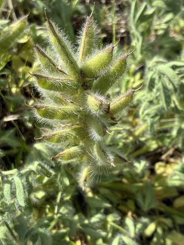 Lupinus bracteolaris