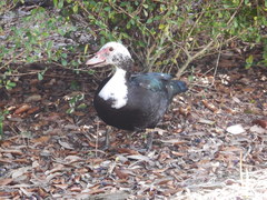 Cairina moschata domestica