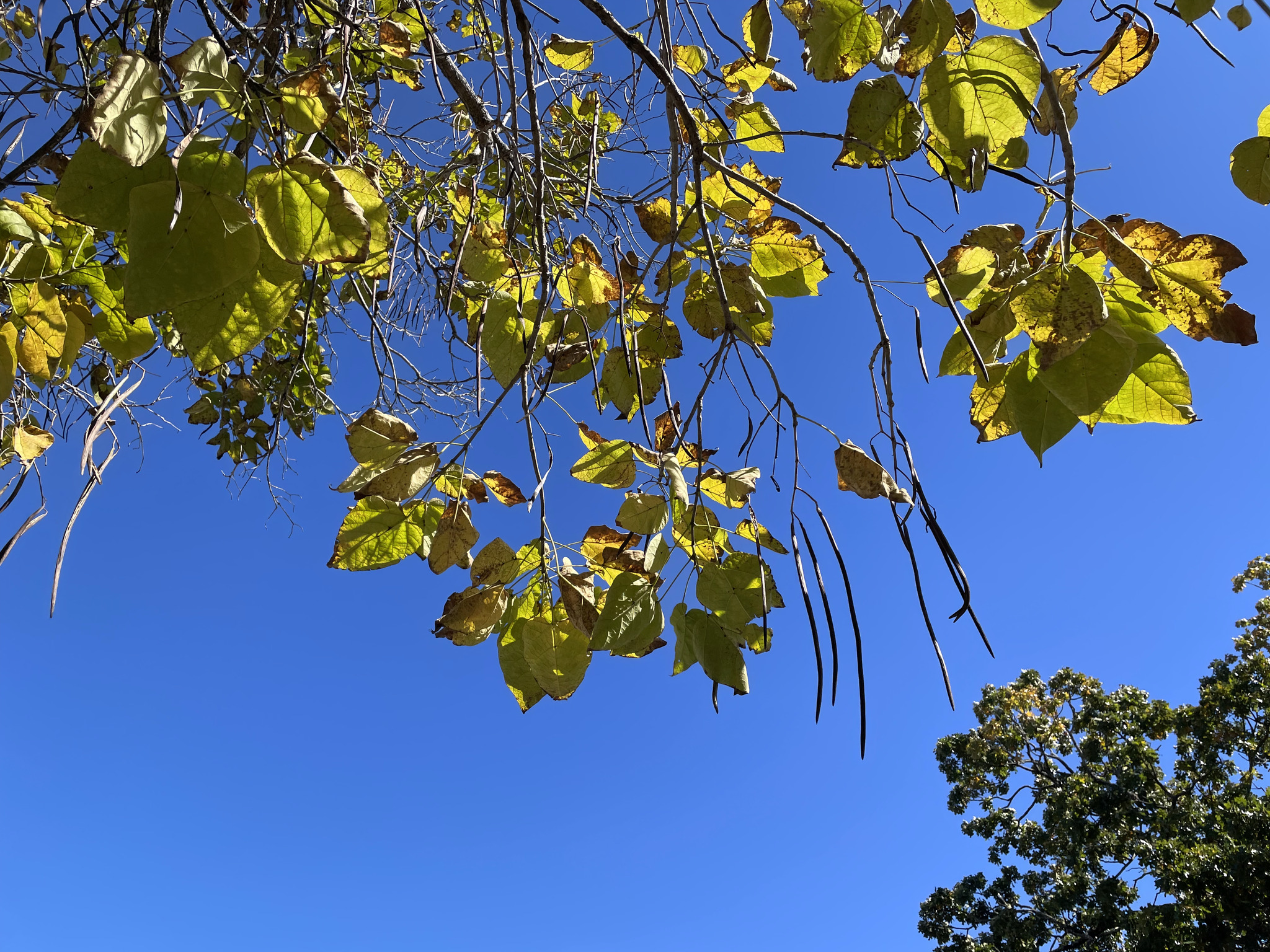 Southern Catalpa (Catalpa bignonioides)