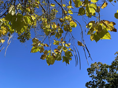 Catalpa Du Sud (Catalpa bignonioides)