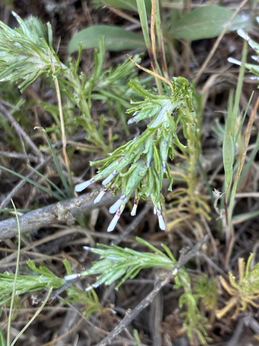 Annual Trampweed