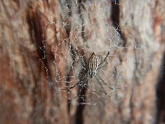 Argiope ocyaloides