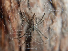 Argiope ocyaloides