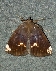 Achaea illustrata