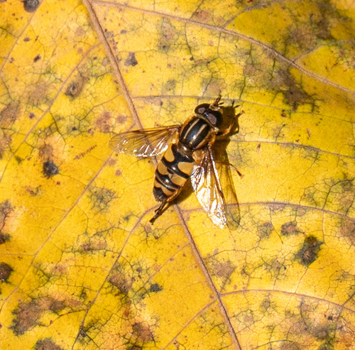 Unknown species found near Ashburn, VA, USA