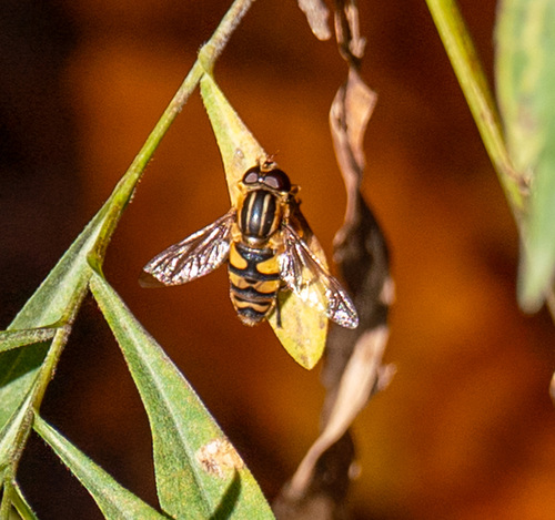 Unknown species found near Ashburn, VA, USA