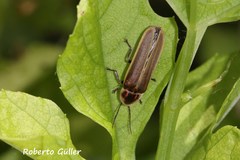 Photinus signaticollis