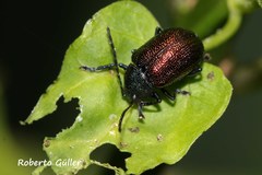 Freudeita cupripennis