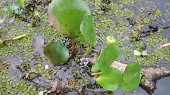 Megamelus scutellaris