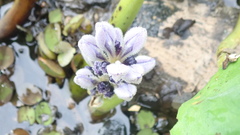 Megamelus scutellaris