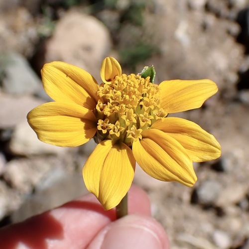 Arizona Sunflowerweed (Tithonia thurberi)