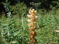 Orobanche alsatica