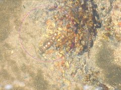 Liniparhomaloptera disparis