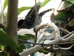 Thamnophilus doliatus capistratus