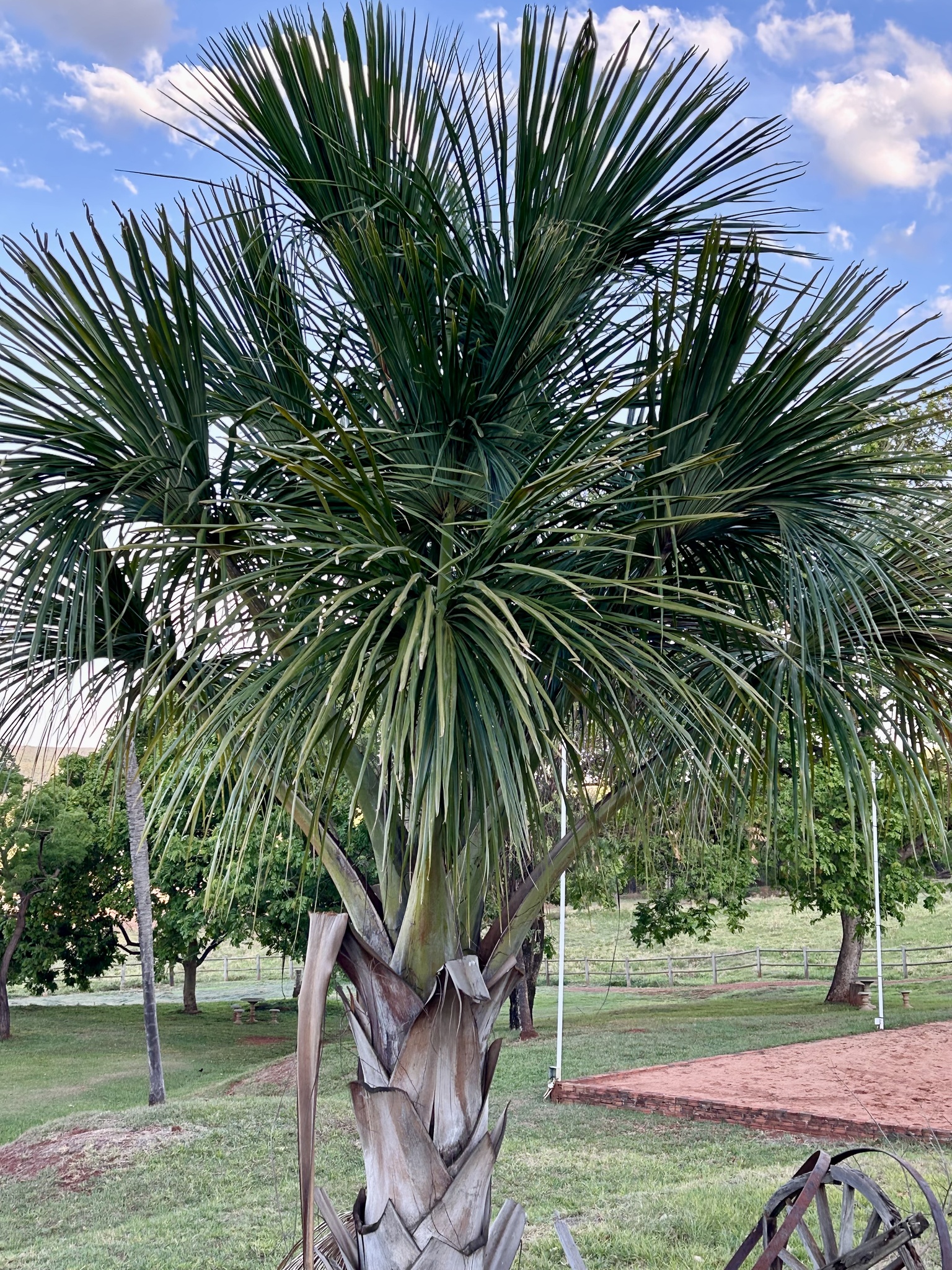 Mauritia flexuosa