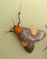 Ulopeza
