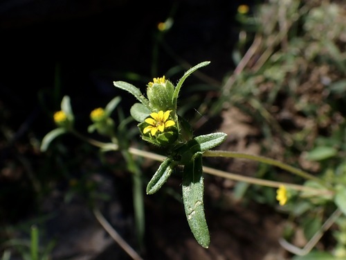 shaggy blackfoot daisy (Melampodium strigosum)