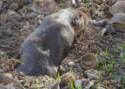 iNaturalist observation photo of Botta's Pocket Gopher