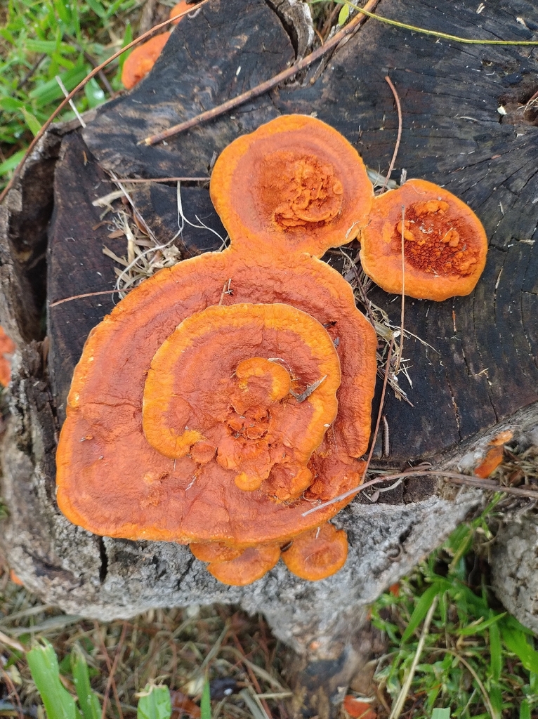 Trametes sanguinea · September 2025 · photo: © rturba (iNaturalist, cc-by-nc)