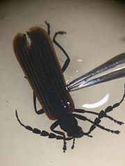 Pseudolycus haemorrhoidalis