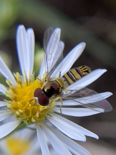 Unknown species found near Lakeshore Park, Knoxville, TN, US