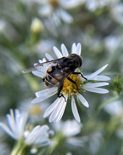 Unknown species found near Lakeshore Park, Knoxville, TN, US