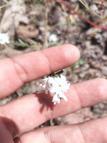 Euploca wigginsii (Euploca wigginsii)
